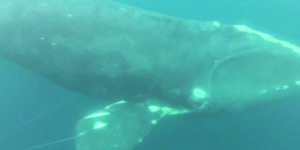 Ψαράς έσωσε σπάνια φάλαινα από τα δίχτυα μπροστά στην κάμερα [βίντεο]