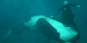 ΗΠΑ: φάλαινα δολοφόνος επιτίθεται σε εκπαιδευτή (βίντεο)