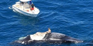 Απίστευτη τρέλα από Αυστραλό -Πήδηξε πάνω σε κουφάρι φάλαινας
