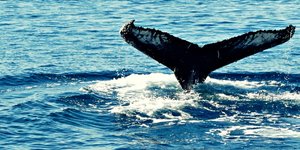 Βόλτα πάνω σε μία φάλαινα -Το κήτος σήκωσε στον αέρα ζευγάρι που έκανε καγιάκ [β