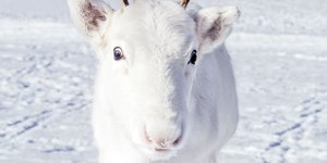 Σπάνιος λευκός τάρανδος. Φωτογραφία: Instagram 