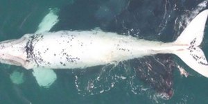 Φωτογραφία: newatlas.com