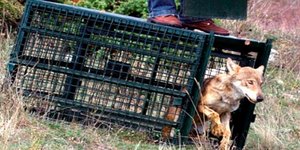 Επανένταξη λύκου στην άγρια φύση για πρώτη φορά στην Ελλάδα