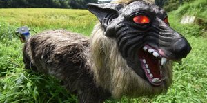 Φοβίζουν τους αγριόχοιρους