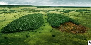 WWF