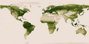 Ο παγκόσμιος χάρτης της βλάστησης: Η καταστροφικές επιπτώσεις των πυρκαγιών στον