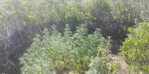 Συνελήφθη επ’ αυτοφώρω 52χρονος Ελληνας με 25 δενδρύλλια χασίς/ Φωτογραφία: ΕΛΑΣ