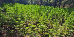 Βρήκαν φυτεία με 1.750 δενδρύλλια χασίς (Φωτογραφία: ΕΛ.ΑΣ.)