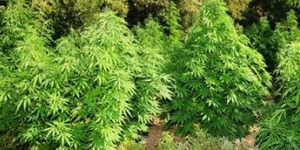 Xασισοκαλλιεργητής σωριάστηκε νεκρός όταν πήγε σπίτι του η Αστυνομία για έρευνα