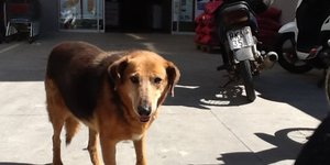 Ο σκύλος που είχε γίνει γνωστός ως «Χάτσικο» της Κρήτης/ Φωτογραφία: neakriti