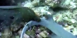 Χέλι προσπάθησε να καταπιεί έναν ολόκληρο καρχαρία [βίντεο]