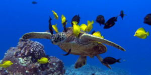 «Το Ρέκβιεμ του ωκεανου»: Εντυπωσιακό βίντεο που ευαισθητοποιεί το κοινό για την