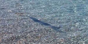 Ξιφίας έσπειρε τον πανικό -Εμφανίστηκε στην Αλυκή Αιγιαλείας και αναστάτωσε τους