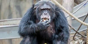 Σοκαριστικό: Επισκέπτες ζωολογικού κήπου έδωσαν ναρκωτικά σε χιμπατζή -Παραλίγο να πεθάνει 