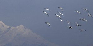 Νεκρή χήνα τραυμάτισε κυνηγό (Φωτογραφία αρχείου: AP/ Elaine Thompson)