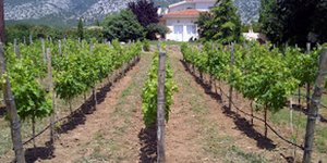 Ξυνίδης: Ναι