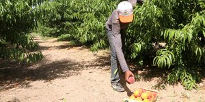 Ερευνα για τους μετανάστες στον αγροτικό τομέα/ Φωτογραφία: EUROKINISSI-ΒΑΣΙΛΗΣ ΠΑΠΑΔΟΠΟΥΛΟΣ