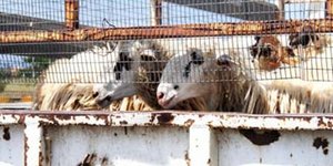 Έκλεψαν 25 αρνιά και τα στρίμωξαν όλα σε ένα Ι.Χ!