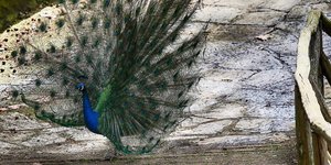 (Φωτογραφία αρχείου: IntimeNews/ΣΙΑΜΙΔΗΣ ΓΡΗΓΟΡΗΣ)