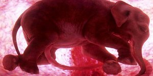 Μοναδικό: Εγχρωμες εικόνες εμβρύων ζώων στην κοιλιά της μητέρας τους [εικόνες]