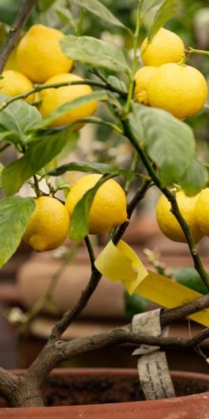 Φωτογραφία Shutterstock 