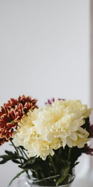 Τα χρυσάνθεμα σε βάζο ομορφαίνουν και τους εσωτερικούς χώρους/ Φωτογραφία: Unsplash