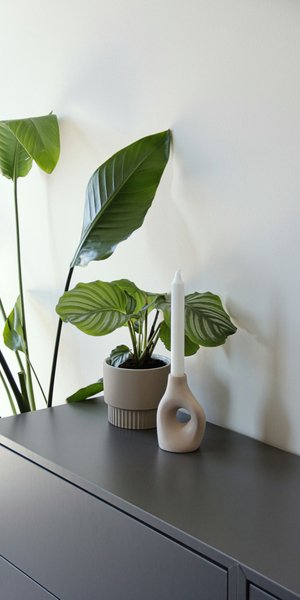 Φυτό για το σαλονι