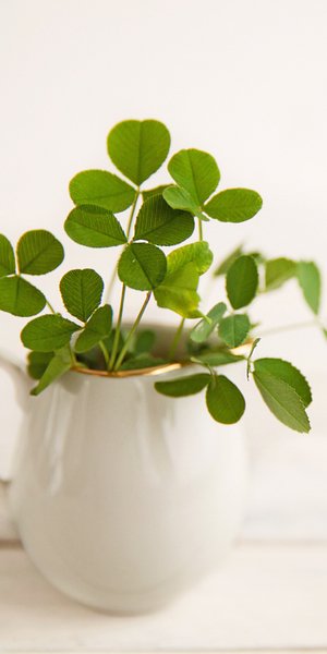 Φυτό που φέρνει τύχη