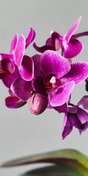 Ορχιδέα/Φωτογραφία Unsplash