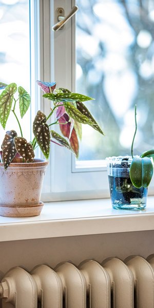 Γιατί η θέρμανση κάνει τα φυτά να μαραίνονται; Το πραγματικό πρόβλημα δεν είναι η ζέστη