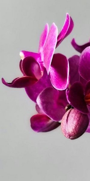 Ορχιδέα/ Φωτογραφία: Unsplash