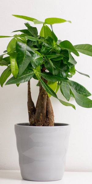 Φωτογραφία Shutterstock 