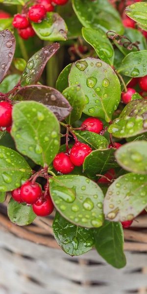 Ένα χριστουγεννιάτικο φυτό που κρατά το σπίτι γιορτινό όλο τον χρόνο