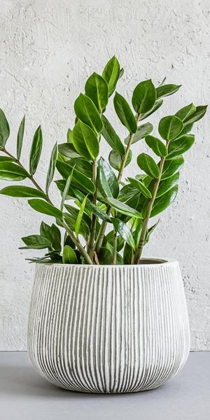 Πέντε φυτά εσωτερικού χώρου που ευδοκιμούν χωρίς πολύ φως -Δίνουν ζωντάνια σε σκοτεινούς χώρους