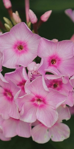 Φωτογραφία Unsplash 