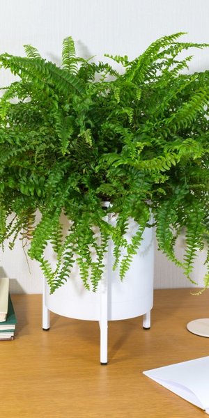 Το «έξυπνο» φυτό που καταπολεμά υγρασία και μούχλα στο σπίτι – Φυσική λύση χωρίς αφυγραντήρα