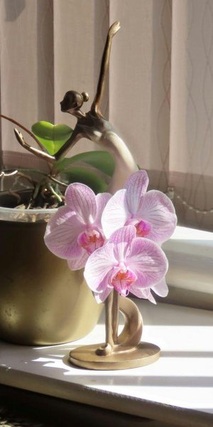 Ορχιδέα: Το τρικ για να μείνει ανθισμένη και υγιής όλο τον χρόνο είναι στο πότισμα
