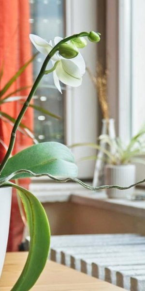 Ορχιδέες που πεθαίνουν: Πώς θα τις αναζωογονήσετε/Φωτογραφία: Shutterstock