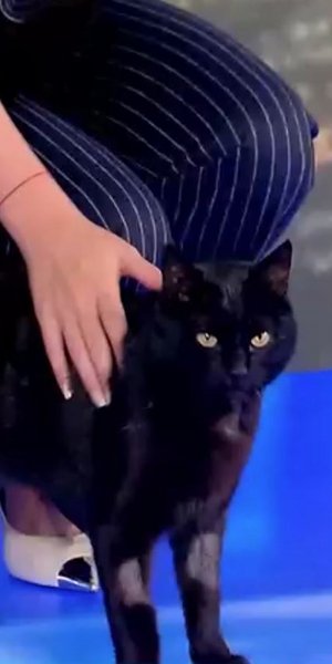 Ο «γνωστός» μαύρος γάτος του ΣΚΑΪ έκανε την εμφάνιση του στα πλατό της εκπομπής «Πρώτη Εικόνα»