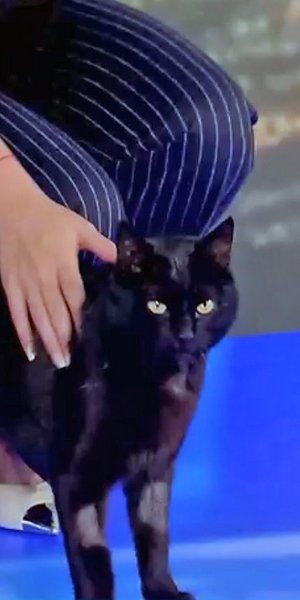 Ο «γνωστός» μαύρος γάτος του ΣΚΑΪ έκανε την εμφάνιση του στα πλατό της εκπομπής «Πρώτη Εικόνα»