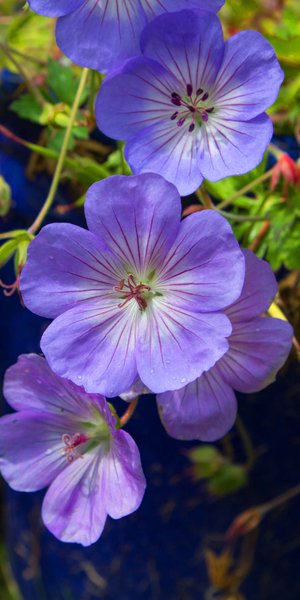 Το μωβ πολυετές φυτό που είναι ιδανικό για γλάστρες και δεν απαιτεί ιδιαίτερη φροντίδα