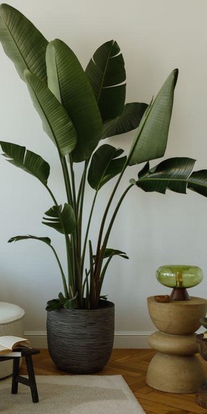 Φυτά εσωτερικού χώρου