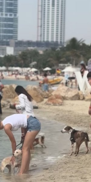 Φεστιβάλ σκύλων στο Ντουμπάι