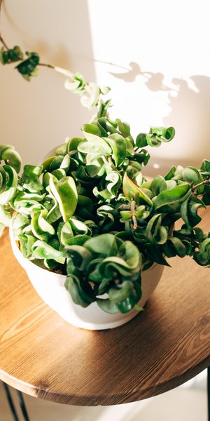 Το φυτό που αντικαθιστά τον πόθο