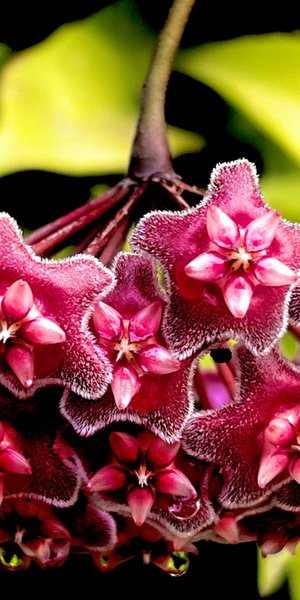 Φυτό για γλάστρα 