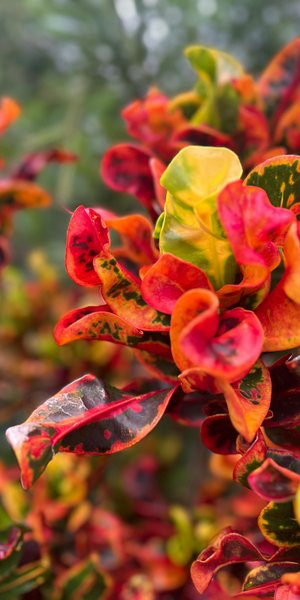 Φυτό για το Πάσχα