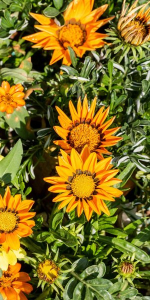 Φυτό που αντέχει στη ζέστη 