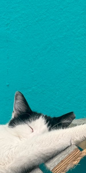 γλυκο και γατα