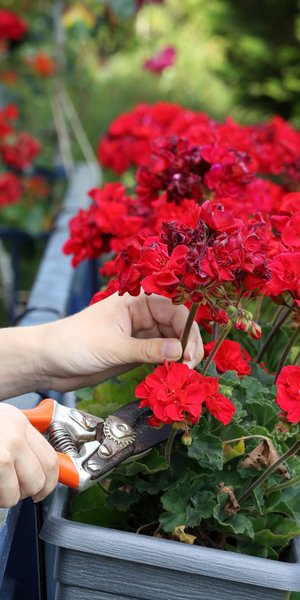 «Αντίο» στα γεράνια -Το φυτό με τα πλούσια λουλούδια που θα γεμίσει το μπαλκόνι σας με χρώμα