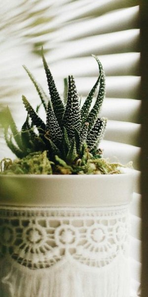 Μικρά φυτά/ Φωτογραφία: Unsplash